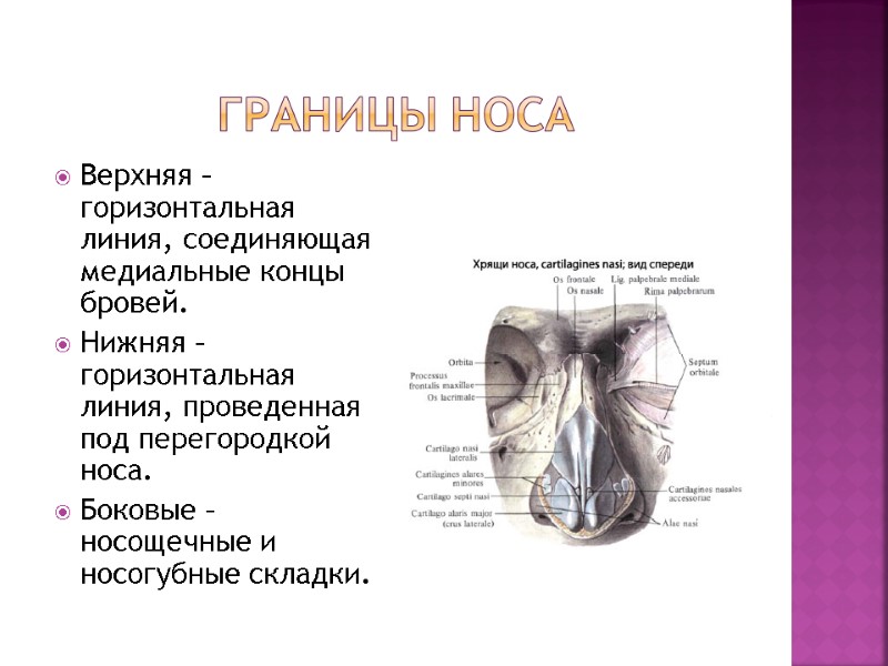 Границы носа Верхняя – горизонтальная линия, соединяющая медиальные концы бровей. Нижняя – горизонтальная линия, Границы носа Верхняя – горизонтальная линия, соединяющая медиальные концы бровей. Нижняя – горизонтальная линия,